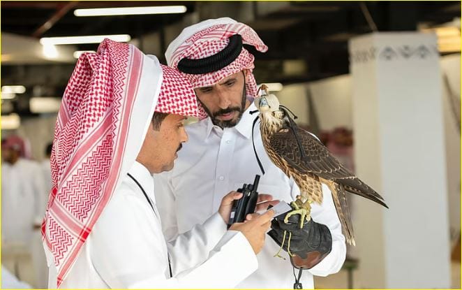 الصقور
