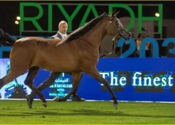 الخيل