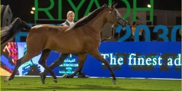 الخيل