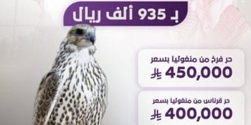 صقور