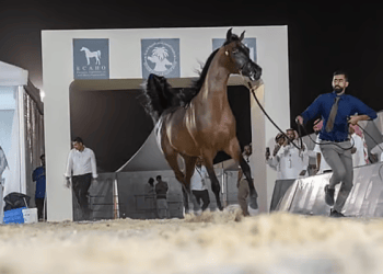 الخيل