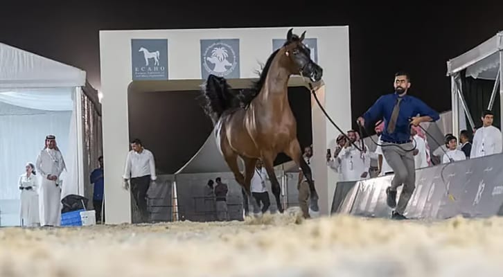 الخيل