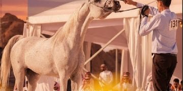 انطلاق بطولة حائل الدولية لجمال الخيل العربية الأصيلة 2025 برعاية أمير المنطقة
