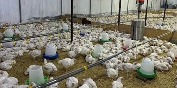 الإحصاء تعلن ارتفاع 12.9% في إنتاج الدجاج اللاحم بالمملكة خلال 2024