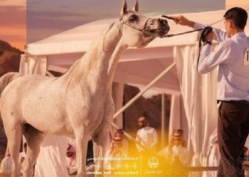 الخيل