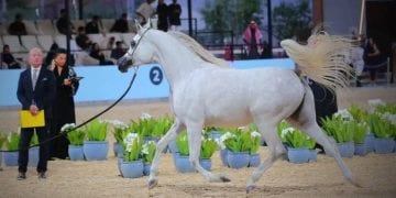 «أصالة نرعاها»… حملة وطنية لتعزيز رعاية الخيل العربية الأصيلة وحماية إرثها العريق