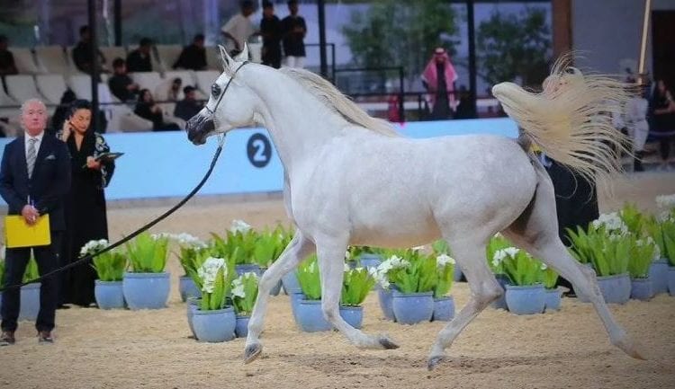 الخيل