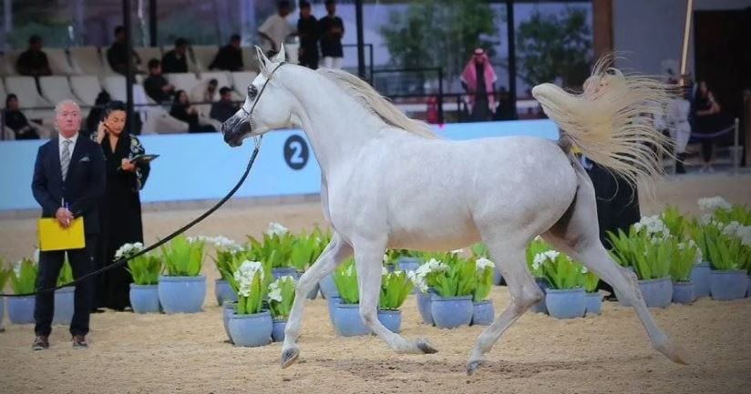 الخيل