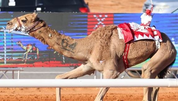 سباقات الهجن