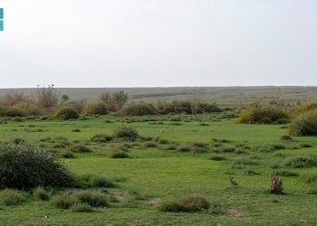 المركز الوطني لتنمية الغطاء النباتي يواصل مبادرة تنمية الفياض والرياض لتعزيز الاستدامة البيئية
