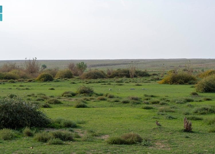 المركز الوطني لتنمية الغطاء النباتي يواصل مبادرة تنمية الفياض والرياض لتعزيز الاستدامة البيئية