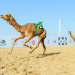 كأس وزارة الرياضة للهجن