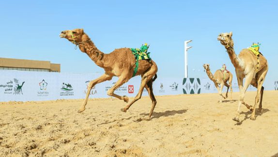 كأس وزارة الرياضة للهجن