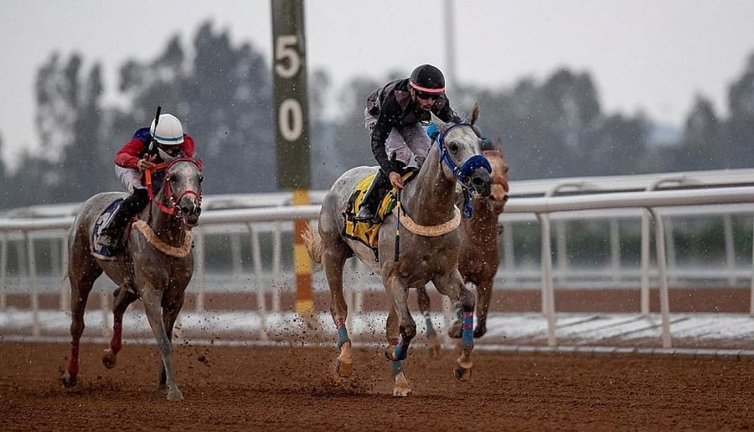 الخيل