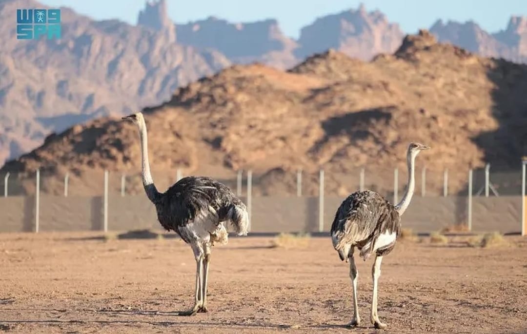 محمية الأمير محمد بن سلمان الملكية
