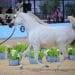 الخيل
