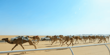 الهجن