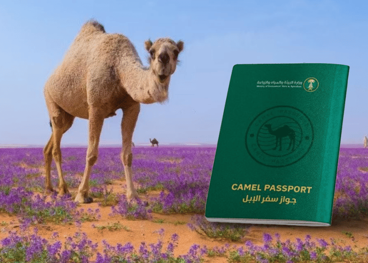 كيف يساهم “جواز سفر الإبل” في توثيق الهوية وتحسين الخدمات بالسعودية؟