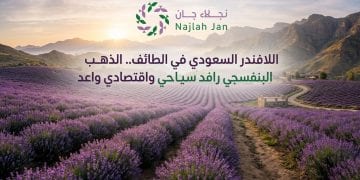 اللافندر السعودي في الطائف.. الذهب البنفسجي رافد سياحي واقتصادي واعد