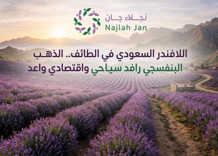 اللافندر السعودي