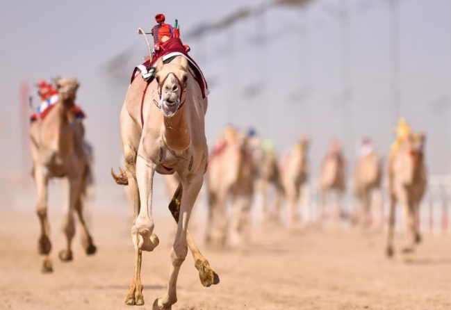 مهرجان ولي العهد للهجن 2026.. موعد الانطلاق والبرنامج الزمني