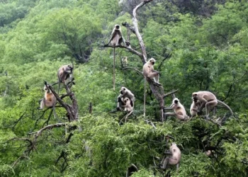 استنفار في بلدة أميركية بعد هروب جماعي لـ40 قردا