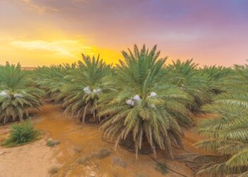 المركز الوطني للنخيل والتمور يُقيم " المؤتمر والمعرض الدولي للتمور" في مدينة الرياض