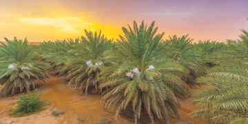 المركز الوطني للنخيل والتمور يُقيم " المؤتمر والمعرض الدولي للتمور" في مدينة الرياض