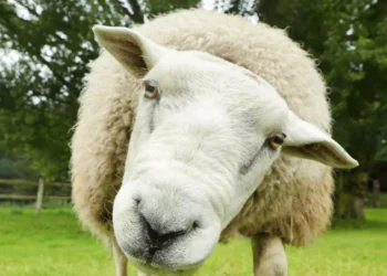 شاب يلتهم خروفا يزن 15 كيلوجراما في 30 دقيقة فقط (فيديو)