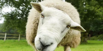 شاب يلتهم خروفا يزن 15 كيلوجراما في 30 دقيقة فقط (فيديو)