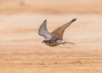 ميدان حفر الباطن يستضيف سباق الهجن تزامنًا مع كأس نادي الصقور السعودي