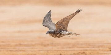 ميدان حفر الباطن يستضيف سباق الهجن تزامنًا مع كأس نادي الصقور السعودي