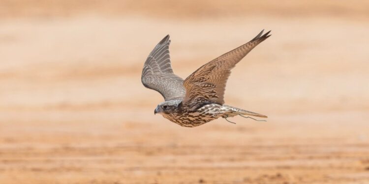 ميدان حفر الباطن يستضيف سباق الهجن تزامنًا مع كأس نادي الصقور السعودي
