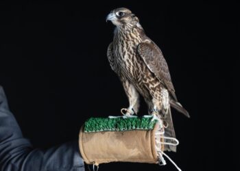 كأس نادي الصقور السعودي في حفر الباطن.. إبراز للموروث واعتزاز بالثقافة