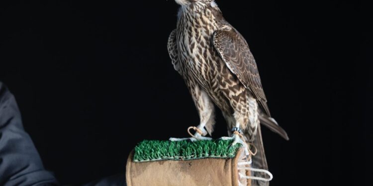 كأس نادي الصقور السعودي في حفر الباطن.. إبراز للموروث واعتزاز بالثقافة