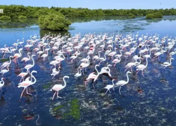 طيور الفلامنغو تزين شواطئ جازان بلونها الوردي
