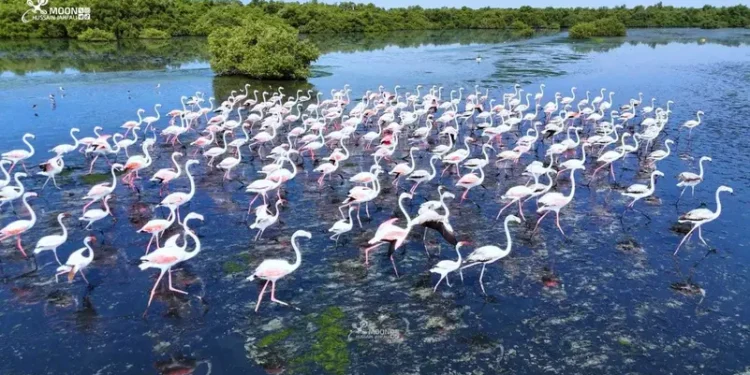 طيور الفلامنغو تزين شواطئ جازان بلونها الوردي