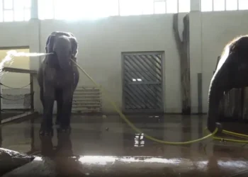 قدرات مذهلة.. فيلة تستحم بالخرطوم وأخرى تعطل تدفق المياة