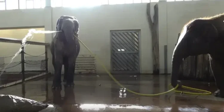 قدرات مذهلة.. فيلة تستحم بالخرطوم وأخرى تعطل تدفق المياة