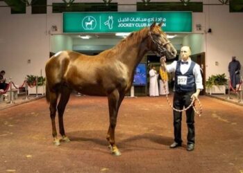 عرض 413 مهراً ومهرة في مزاد نادي سباقات الخيل السعودي