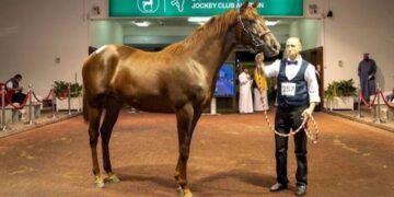 عرض 413 مهراً ومهرة في مزاد نادي سباقات الخيل السعودي