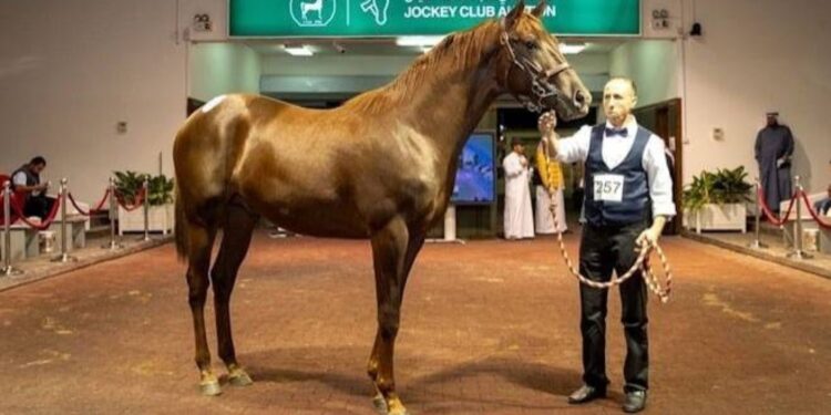 عرض 413 مهراً ومهرة في مزاد نادي سباقات الخيل السعودي