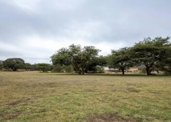 رئيس مركز تنمية الغطاء النباتي: ضخ مشاريع استثمارية للقطاع الخاص محلياً ودولياً