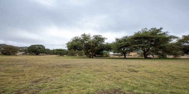 رئيس مركز تنمية الغطاء النباتي: ضخ مشاريع استثمارية للقطاع الخاص محلياً ودولياً