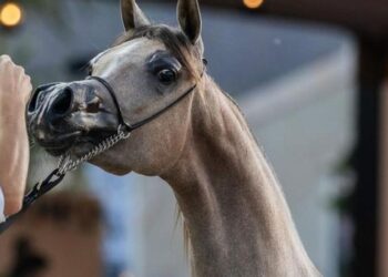 بجوائز تصل لـ 27.5 مليون ريال.. الرياض تستضيف الجولة النهائية من جولات الجياد العربية