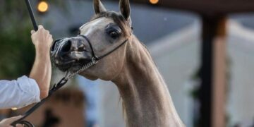 بجوائز تصل لـ 27.5 مليون ريال.. الرياض تستضيف الجولة النهائية من جولات الجياد العربية