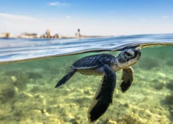 إنجاز جديد.. المملكة تكتشف أكبر موقع تعشيش للسلاحف البحرية في البحر الأحمر