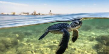 إنجاز جديد.. المملكة تكتشف أكبر موقع تعشيش للسلاحف البحرية في البحر الأحمر