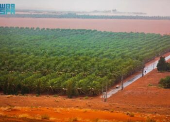 الأولى عالميا.. المملكة تتصدر قائمة الدول المنتجة للتمور بقيمة تتخطى 1.4 مليار ريال