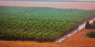 الأولى عالميا.. المملكة تتصدر قائمة الدول المنتجة للتمور بقيمة تتخطى 1.4 مليار ريال